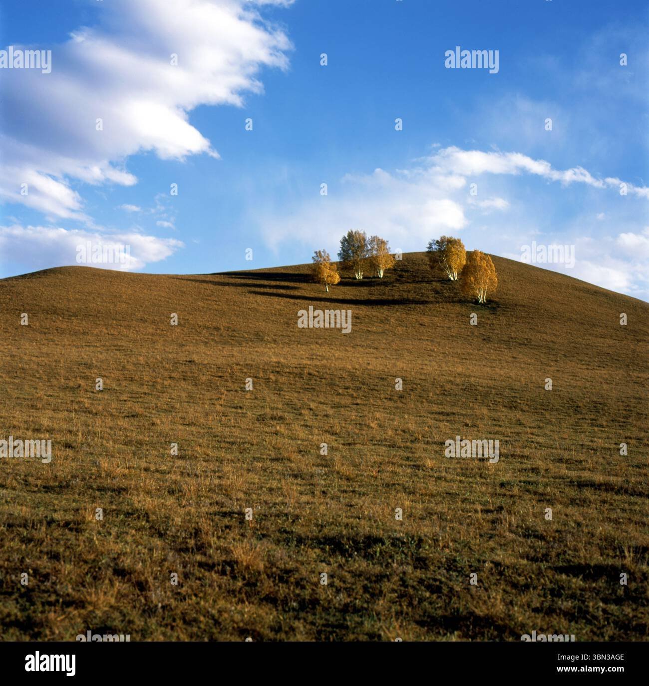 Steppe Hilltop Birches under Clear Autumn Sky