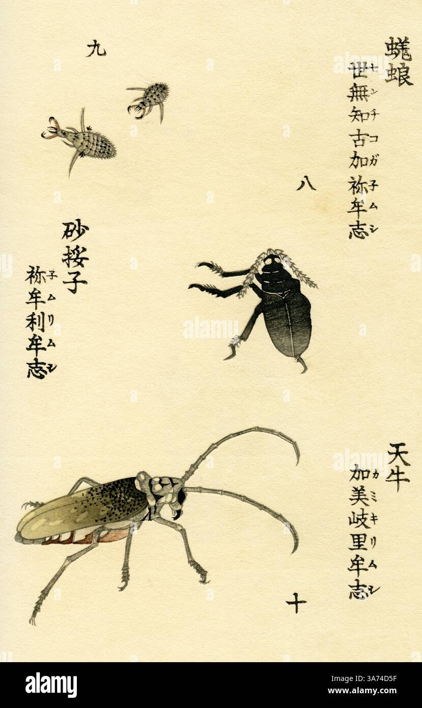 Geotrupes ( earth-boring scarab beetles ) / Doodlebugs ( Myrmeleon ) / Batocera lineolata ( Longhorn beetles )