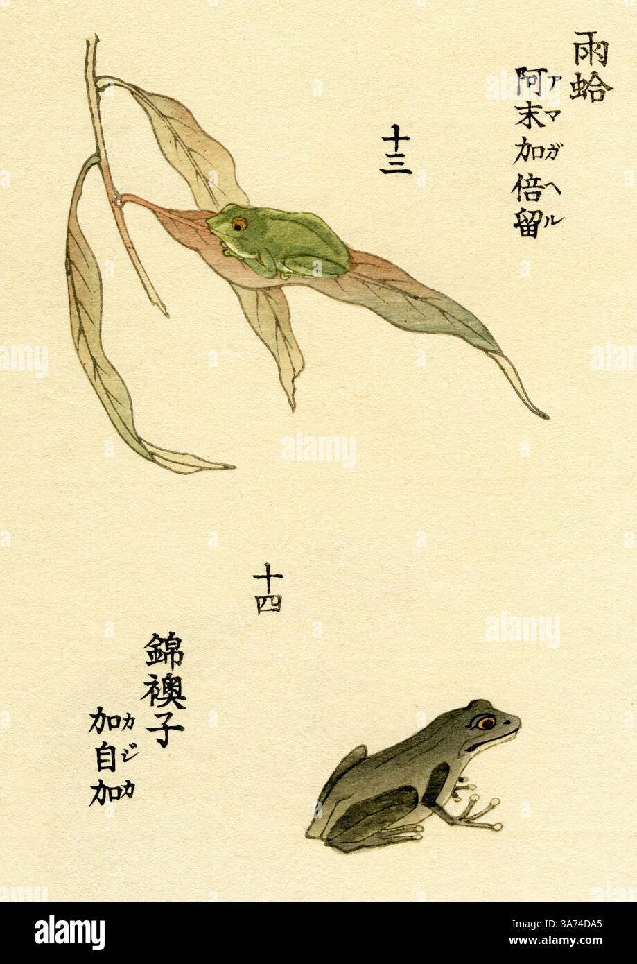 Hyla arborea ( The European tree frog ) and Kajika frog ( Buergeria buergeri )