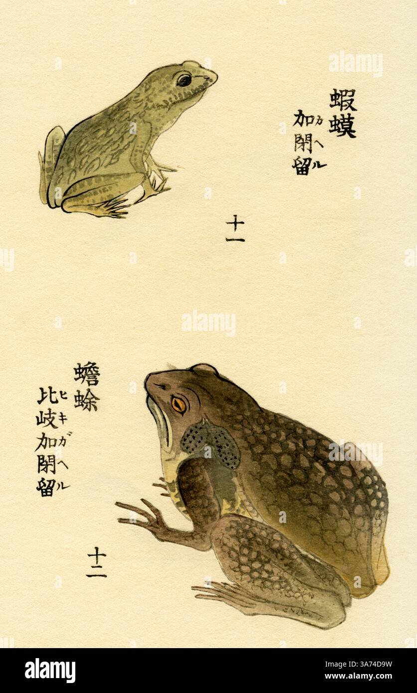 Rana rugosa ( Japanese wrinkled frog ) and Bufo Vulgaris ( Common toad )