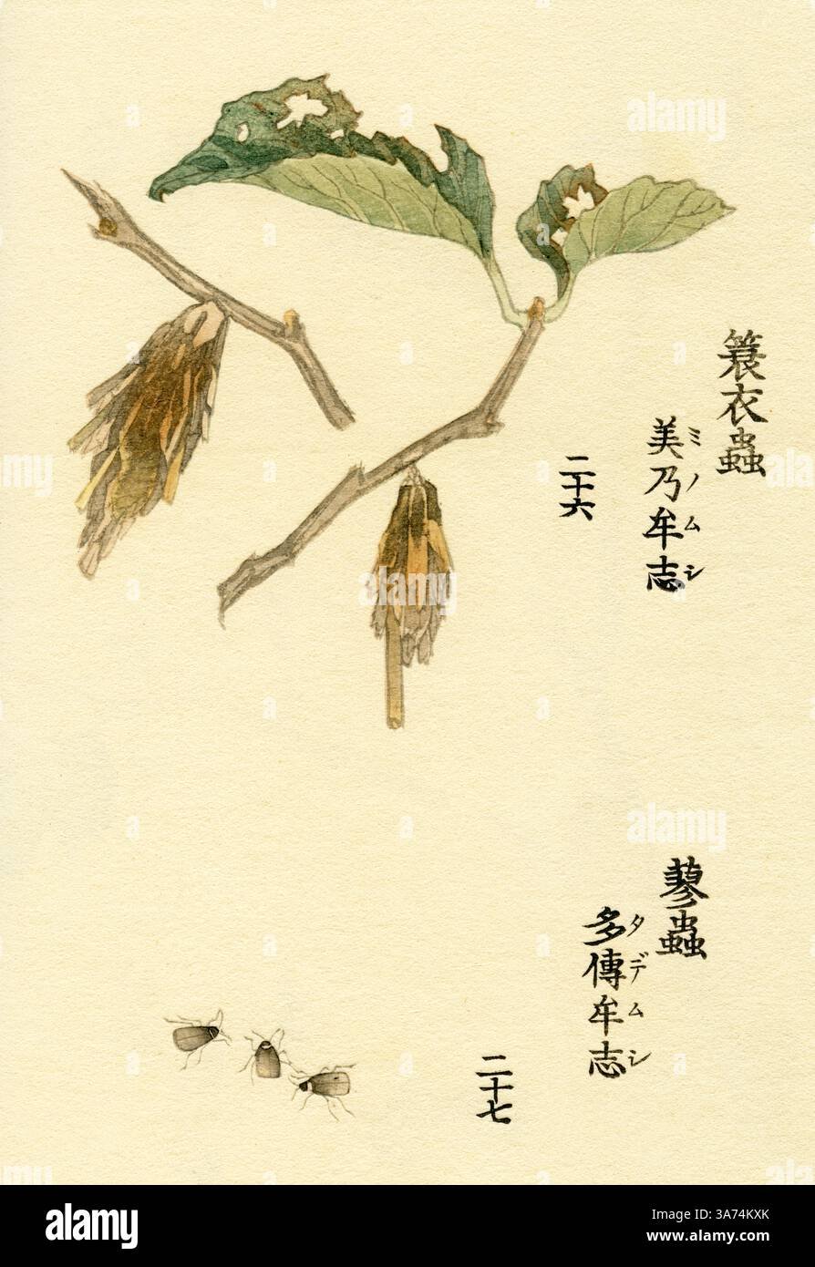 Eumeta minuscula ( Tea bagworm ) / Monolepta pallidula