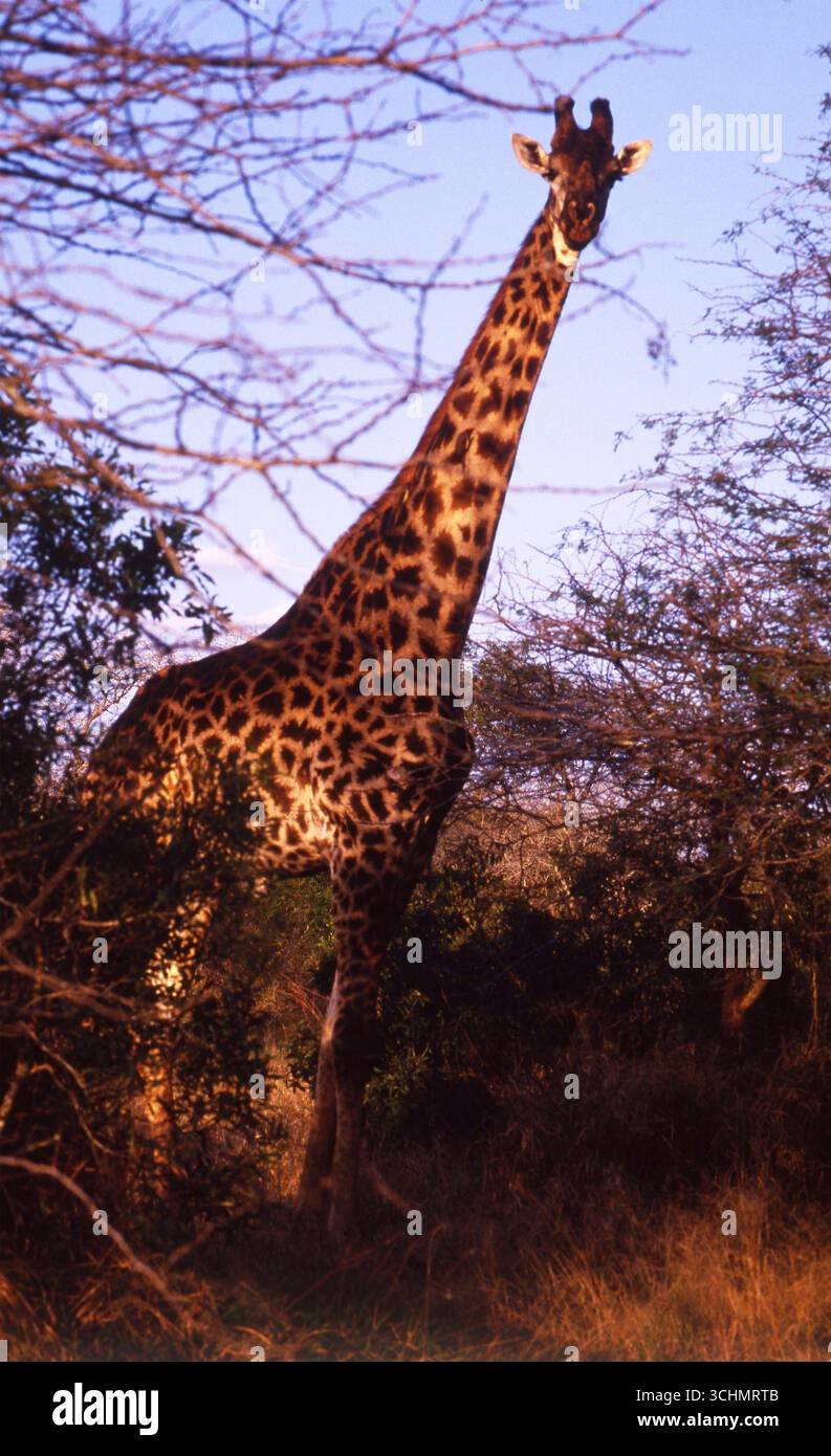 Giraffe in Thornbush at Dusk, Kruger National Park, South Africa