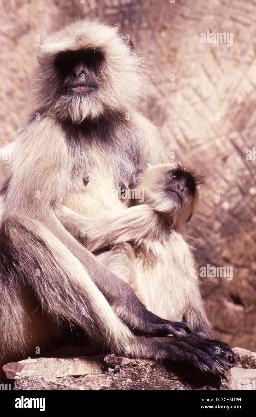 Hanuman Langur Mother with Infant, Ranthambore National Park, India